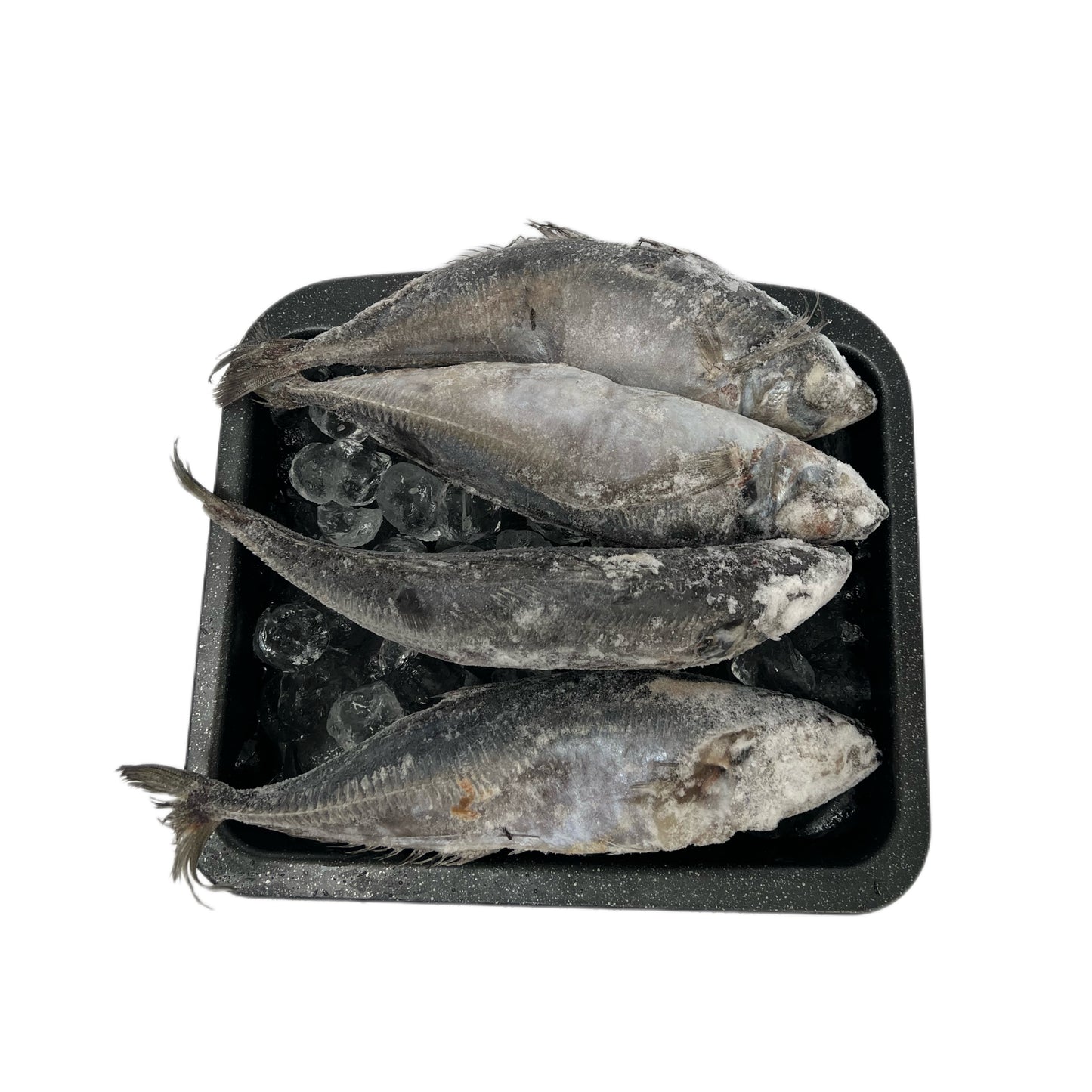 Horse Mackerel